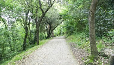 Bir orman Lastres, 16:20 de dereye.; 15 Mayıs 2015; Asturias, İspanya Asturias Prensliği
