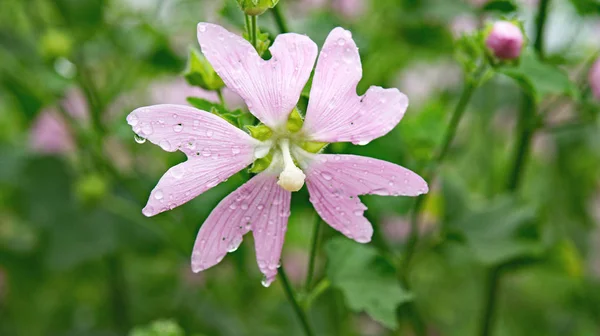 Flower July 2015 Russia — Stock Photo, Image