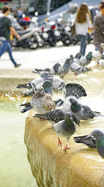 Palomas Una Fuente Plaza Catalunya Julio 2015 Barcelona Cataluña España —  Fotos de Stock