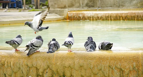 Doves Fountain Plaza Catalunya July 2015 Barcelona Catalunya Spain — Stock Photo, Image