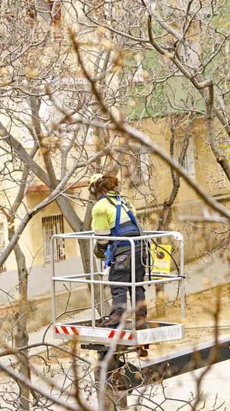 Tree Pruning May 2016 Barcelona Catalunya Spain Europe — Stock Photo, Image