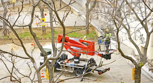 Taille Des Arbres Mai 2016 Barcelone Catalogne Espagne Europe — Photo