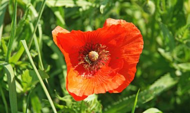 Osona bölgesinde haşhaş ve kolza tohumu tarlaları, öğlen 12: 45. ; 16 Ağustos 2016; Barselona, Katalunya, İspanya, Avrupa