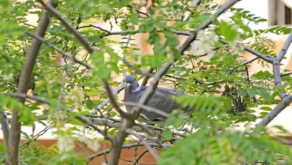 木の枝に鳩 15午後 2018年8月15日スペイン カタルーニャ州バルセロナ — ストック写真