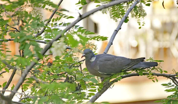 Colombe Sur Branche Arbre Août 2018 Barcelone Catalogne Espagne Europe — Photo