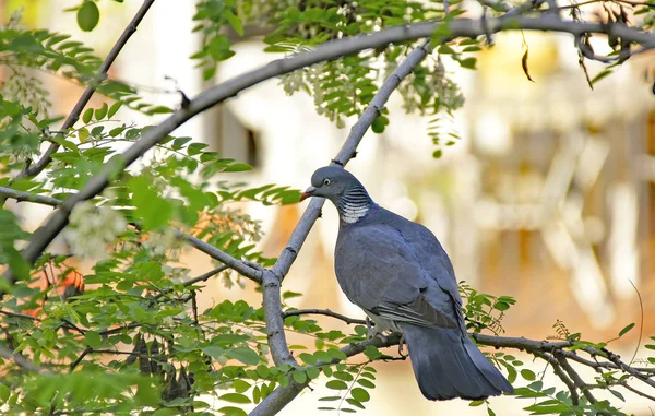 木の枝に鳩 15午後 2018年8月15日スペイン カタルーニャ州バルセロナ — ストック写真