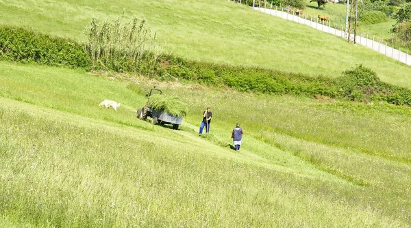 Farmers Gathering Grass Cattle June 2015 Gijn Principality Asturias Spain — Stock Photo, Image