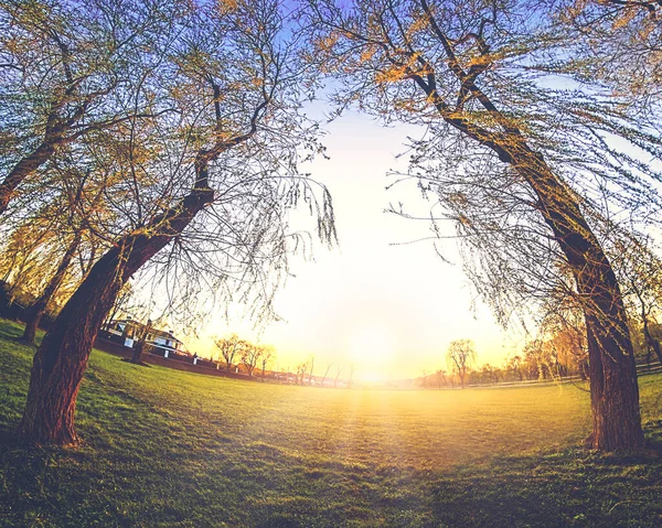 美丽的落日落在柳树间的绿地上 — 图库照片