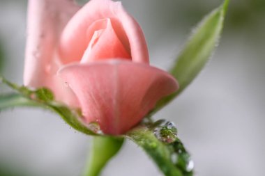 Makro pembe Gül, genç yakın görünümü çiçek. Bahar arka plan. Seçici odak.