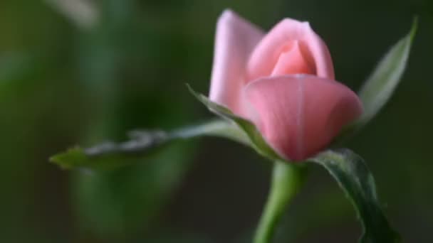 Макро Рожева Троянда Краплями Води Падають Над Нею Молода Квітка — стокове відео