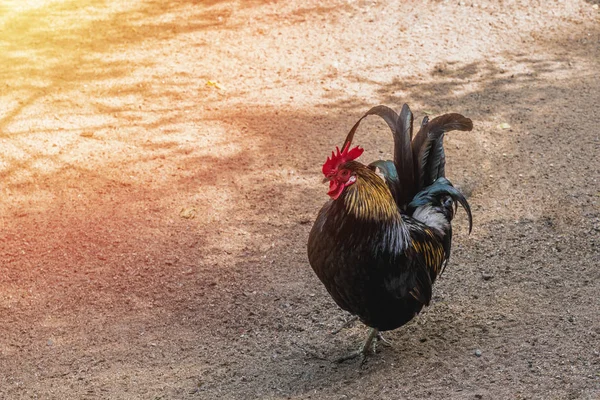 Güzel genç horoz bir çiftlikte. Kırsal manzara, ücretsiz hayvanlar, güzel horoz