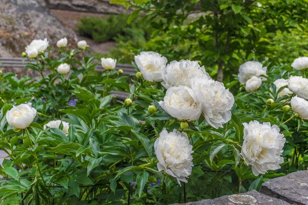 Vita blommor nära vägen. Närbild Visa. Natur och byn koncept — Stockfoto