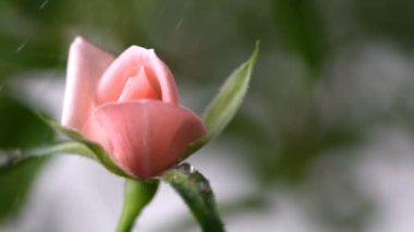 Ele, genç çiçek yakın görünümü kadar düşen su damlaları ile makro pembe gül. Arka plan bahar ve yaz. Seçici odak.