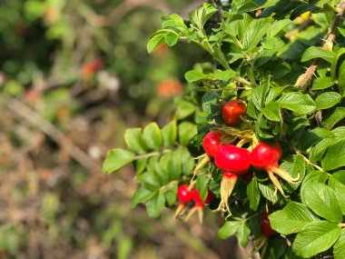 Köpek rose çilek görünümü kapatın. Rosa canina. Büyük Kuşburnu.