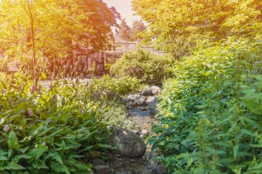 Gün batımı sırasında orman. Güzel yaz günü. Manzara ve doğa. Ekoloji ve Özgürlük kavramı.