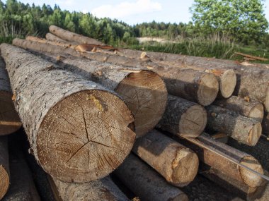 Haziran öğleden sonra nehir kıyısında günlükleri testere çam ormanı