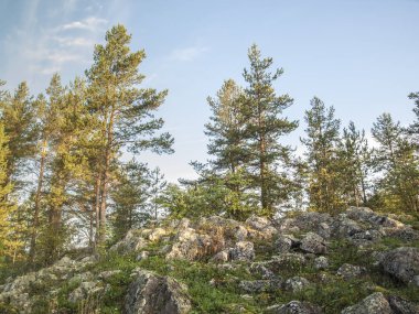 Erken çam ormanı sabah erken kayalık zemin üzerinde duran