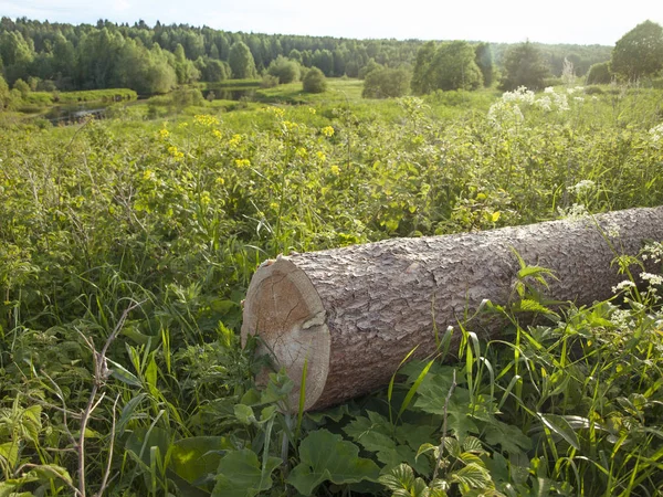 Haziran öğleden sonra nehir kıyısında günlükleri testere çam ormanı
