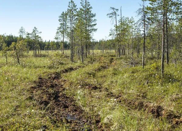 genç çam ağaçları ile kuzey bataklık üzerinden yol