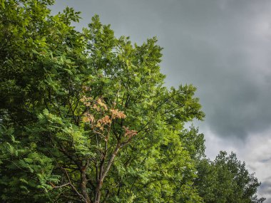 Yeşillik bir arka plan ve kurşun gri gökyüzü turuncu rowan yaprakları