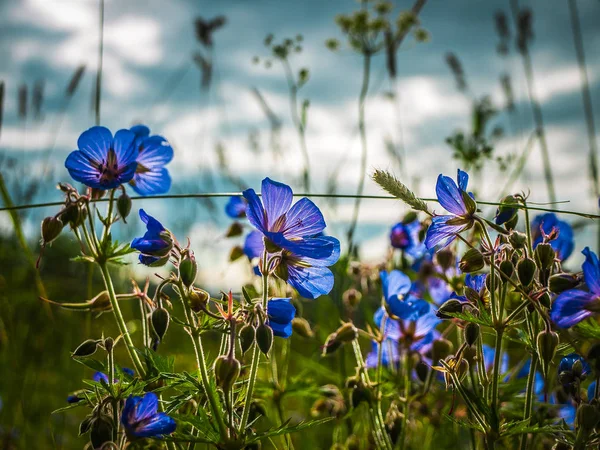 Alanında Blooming Geissoriza