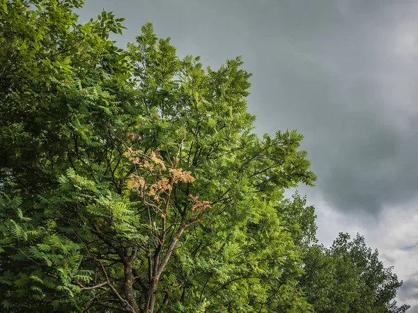 Yeşillik bir arka plan ve kurşun gri gökyüzü turuncu rowan yaprakları