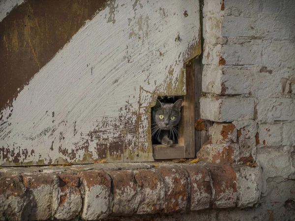 Kedi eski bir evin penceresinden dışarı bakar.