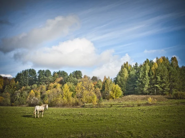 Beyaz at sahada otluyor
