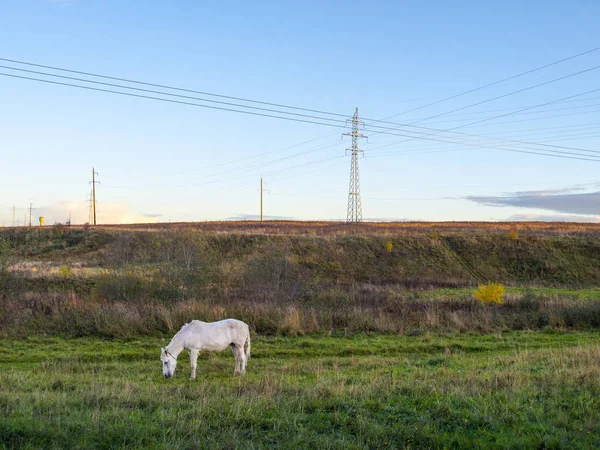 Beyaz at bir güç hattının telleri altında alanda otlatıyor