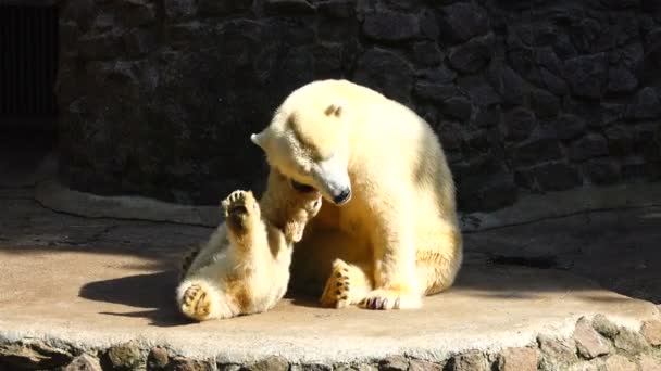 母熊と動物園でクマの赤ちゃん — ストック動画