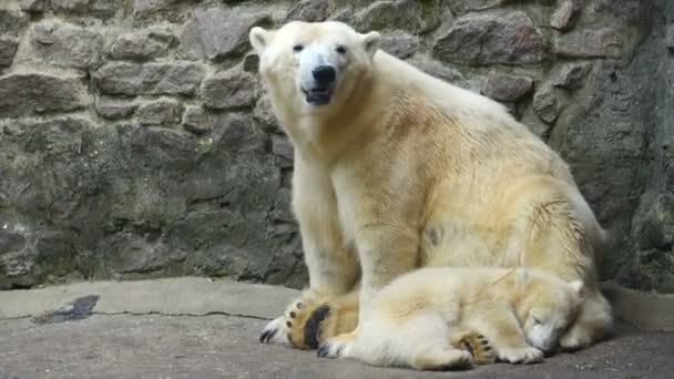 母熊と動物園でクマの赤ちゃん — ストック動画