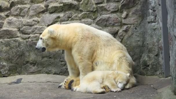 熊妈妈和小熊在动物园里 — 图库视频影像
