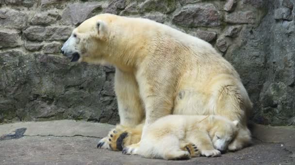 Mamma Björn Och Baby Björn Djurpark — Stockvideo