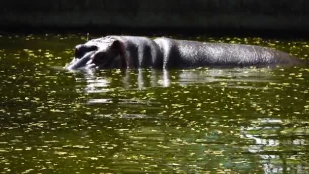 Nilpferd badet im Wasser