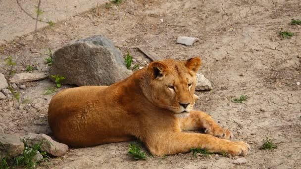 Female Lion Its Habitat — Stock Video