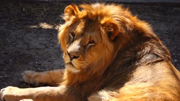 Porträt Eines Löwen Seinem Lebensraum — Stockvideo