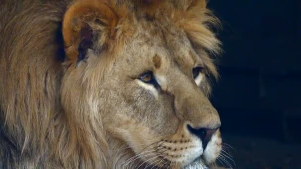 Portrait Lion Dans Son Habitat — Video