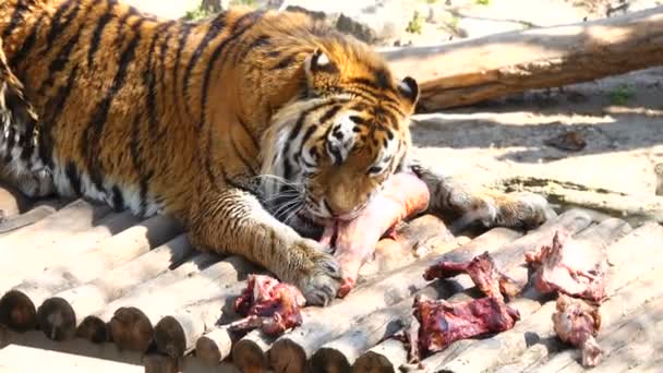 Tigre Mange Viande Animale Dans Son Habitat — Video