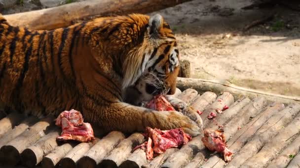 tiger eats animal meat in its habitat