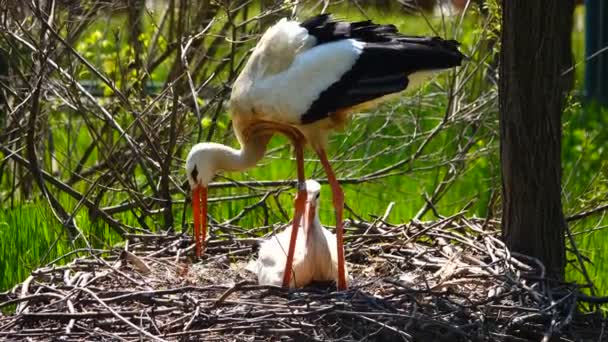Stork Sits Nest Its Habitat Sound — Stock Video