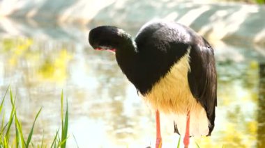 siyah leylek Habitat. Ses