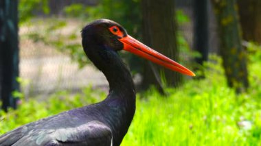 siyah leylek Habitat. Ses