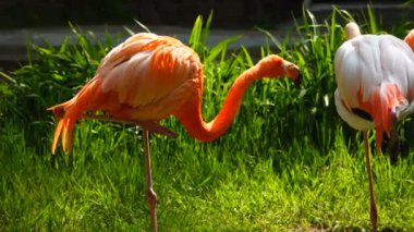 yeşil bir arka plan üzerinde kırmızı ve pembe flamingolar. Ses