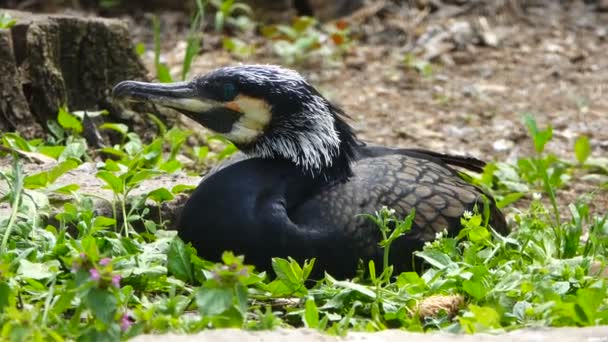 Kormoran Sitzt Auf Einem Nest Klang — Stockvideo