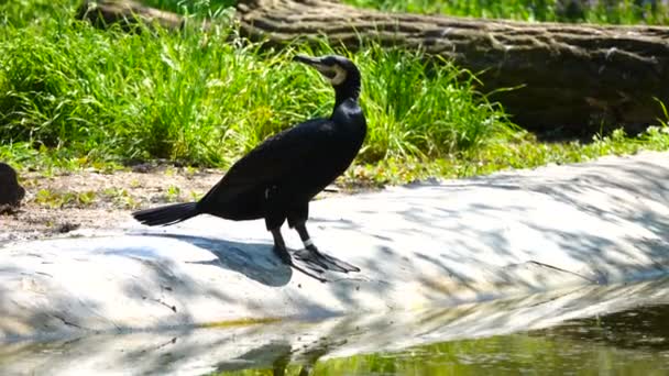 Cormoran Dans Habitat Son — Video