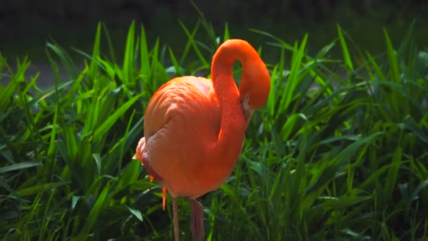 Rode Flamingo Een Groene Achtergrond Geluid — Stockvideo