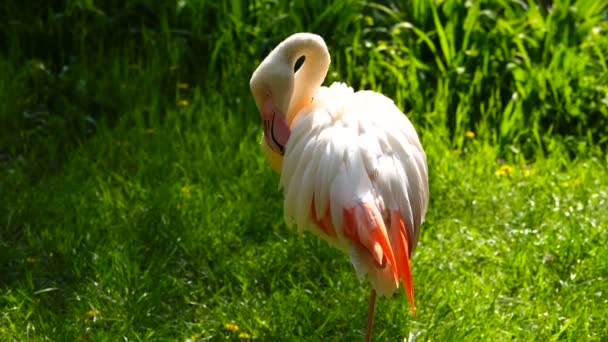 Rosafarbener Flamingo Auf Grünem Hintergrund Klang — Stockvideo