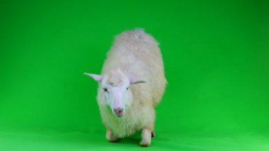 bir koyun yeşil bir ekran üzerinde yatıyor