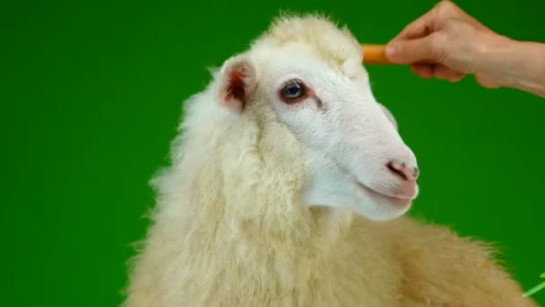 Vorbereitung Auf Das Fotografieren Schafe Auf Dem Grünen Bildschirm Kämmen — Stockvideo