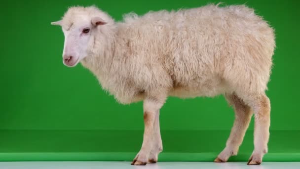 羊站在绿屏上 — 图库视频影像